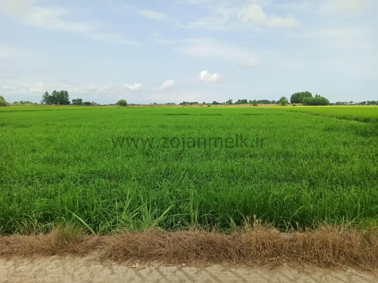 زمینی که فرصتی طلایی برای یک سرمایه‌گذاری پرسود 💎