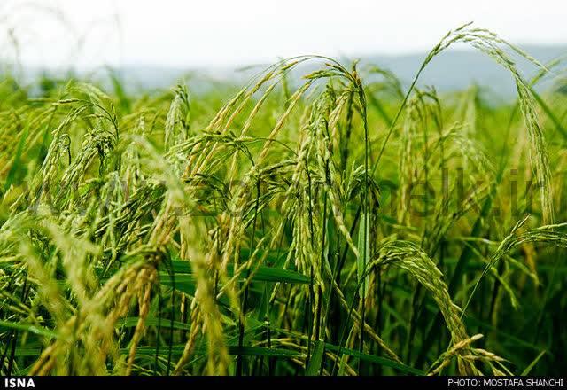 زمین برای سرمایه‌گذاری که امن‌ترین راه برای حفظ ارزش پول!